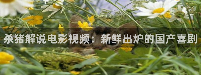 原来神马电影正版观看平台