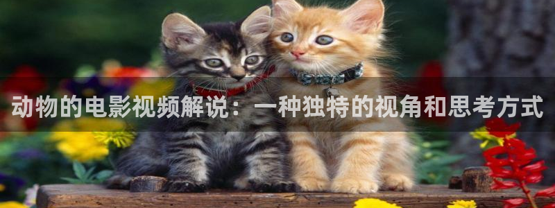 达达兔神马电影网